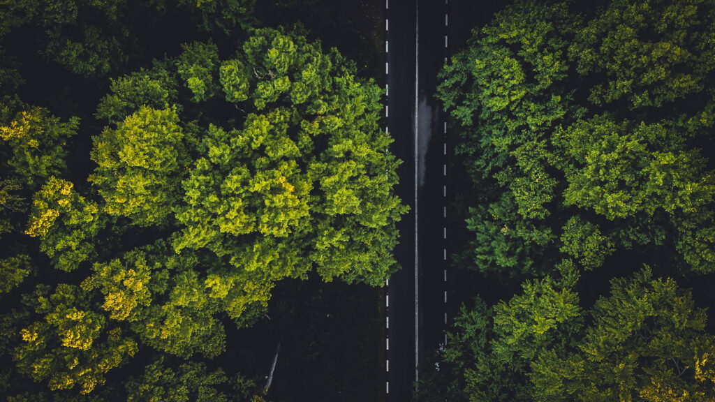Trees and a road from above - green and black